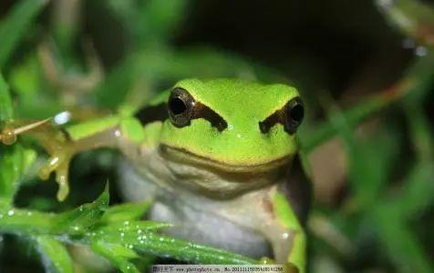 国产91小青蛙  第2张