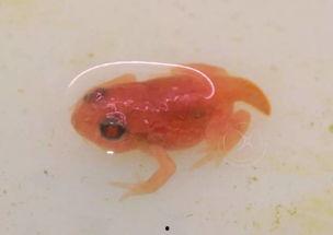 国产蝌蚪网 第2张 国产蝌蚪网 第2张