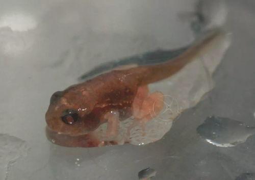 国产蝌蚪网 第3张 国产蝌蚪网 第3张